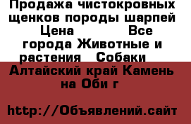 Продажа чистокровных щенков породы шарпей › Цена ­ 8 000 - Все города Животные и растения » Собаки   . Алтайский край,Камень-на-Оби г.